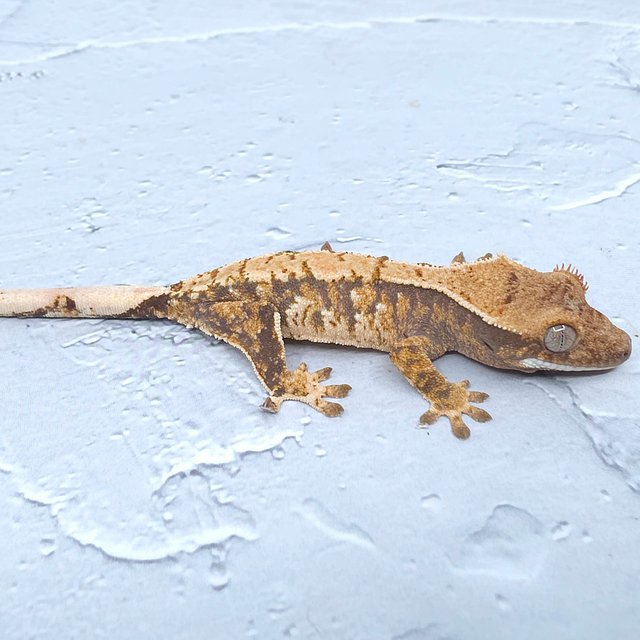 노멀 화이트포트홀