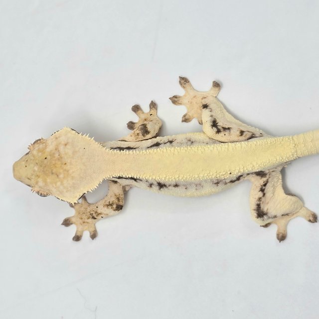 릴리100%헷아잔틱 100%헷아잔틱 릴리 세이블 솔리드백 드리피