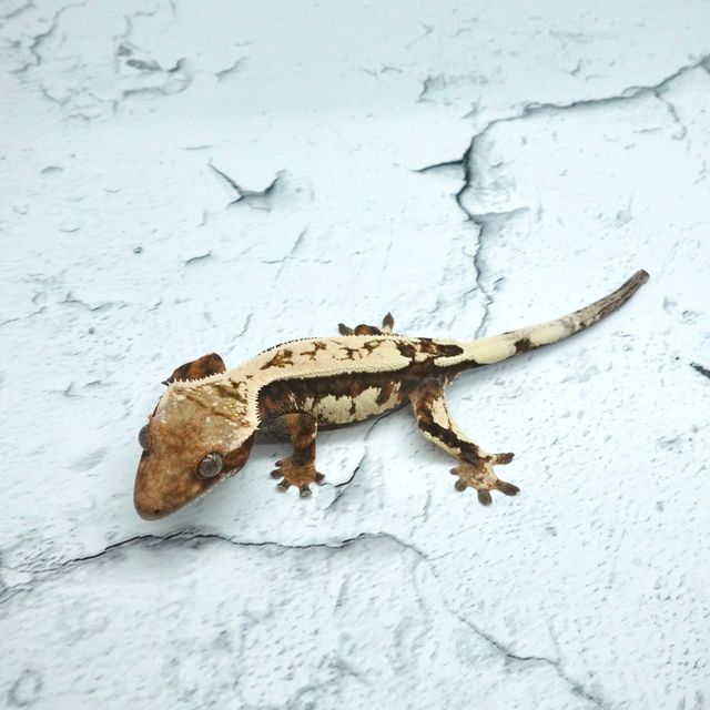 세이블