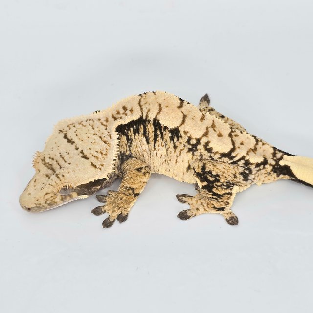 트라이 익스트림할리퀸