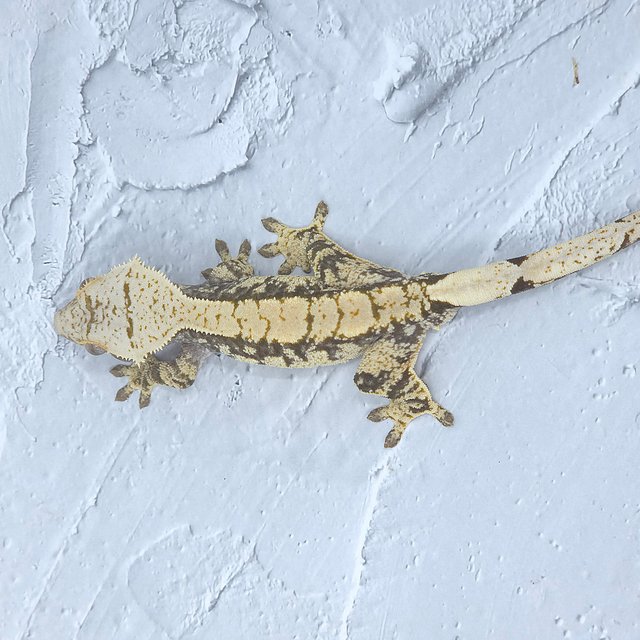 노멀 익스트림할리퀸