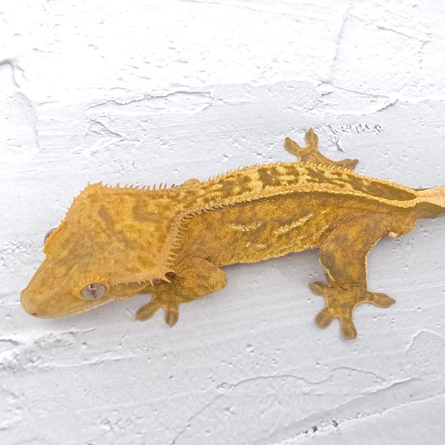 100%헷아잔틱 풀핀