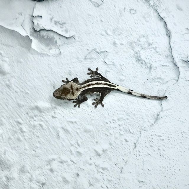 아잔틱