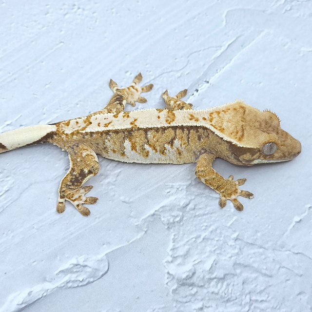 익스트림할리퀸 트라이 노멀