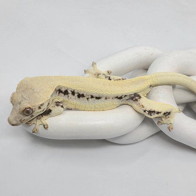 릴리화이트 솔리드백 쿼드 드리피