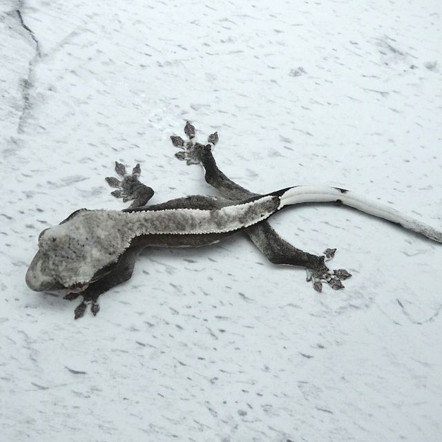 아잔틱