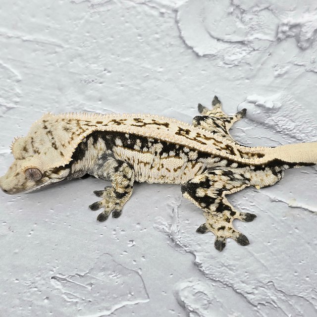 노멀 슈퍼스트라이프 풀핀 쿼드 화이트포트홀 화이트스팟