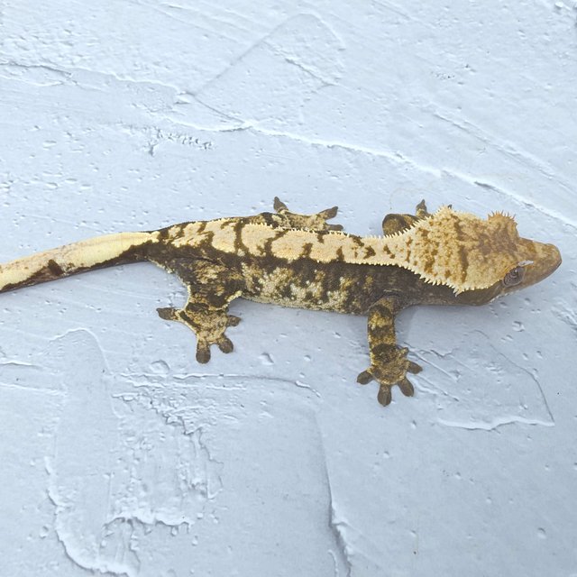 노멀 익스트림할리퀸 화이트스팟 화이트