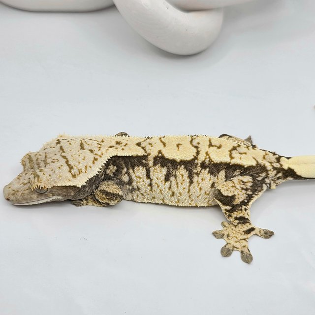 트라이 익스트림할리퀸 화이트포트홀 화이트스팟