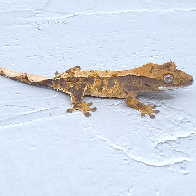 노멀 화이트스팟