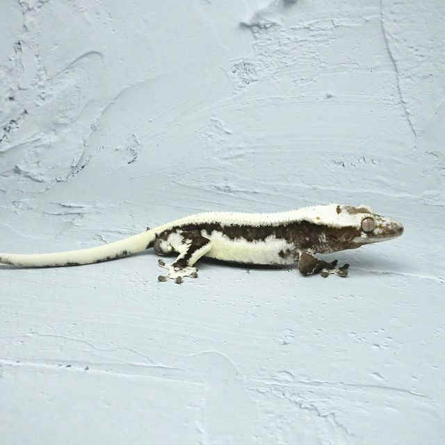 릴잔틱