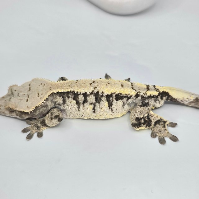 세이블 드리피 화이트 블랙