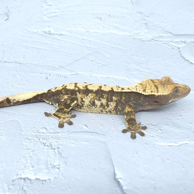 노멀 익스트림할리퀸 화이트스팟 화이트