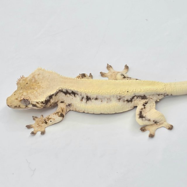 릴리100%헷아잔틱 100%헷아잔틱 릴리 세이블 솔리드백 드리피