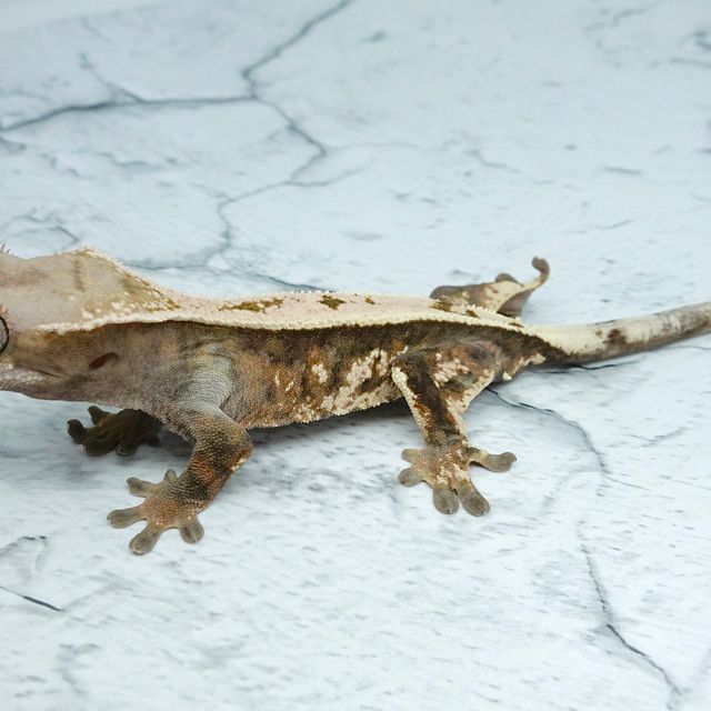 세이블