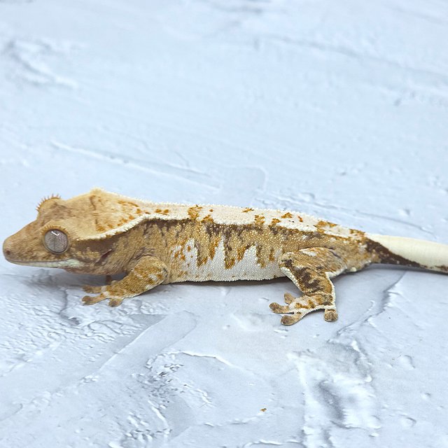 익스트림할리퀸 트라이 노멀