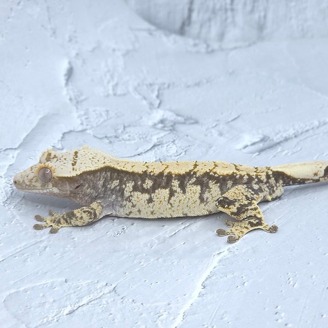 노멀 익스트림할리퀸