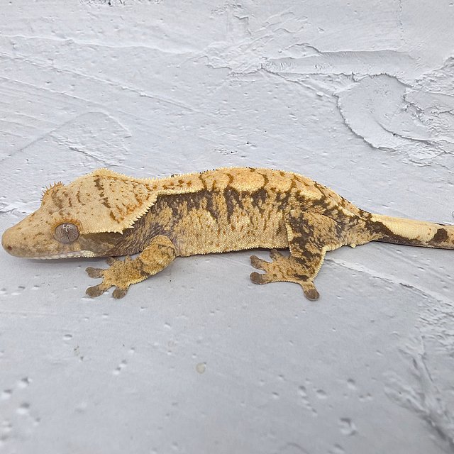 노멀 익스트림할리퀸 화이트포트홀