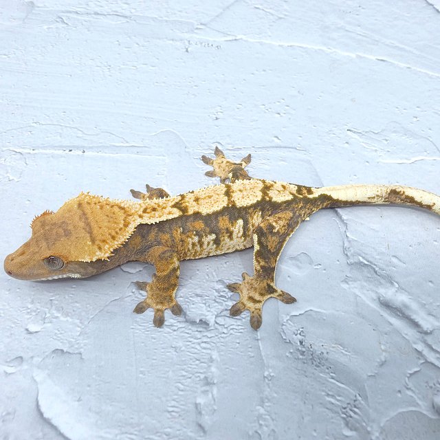 노멀 트라이 익스트림할리퀸