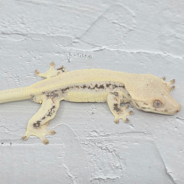 릴리화이트 솔리드백