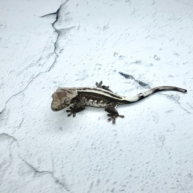 아잔틱