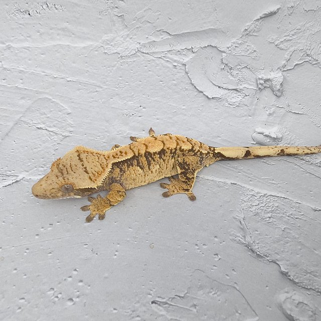 노멀 익스트림할리퀸 화이트포트홀