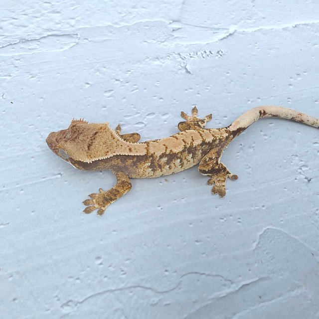 노멀 화이트포트홀