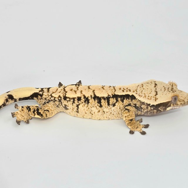 트라이 익스트림할리퀸