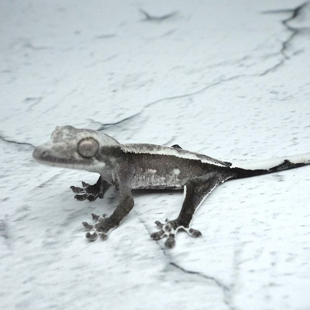 아잔틱