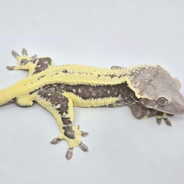 릴잔틱 화이트포트홀 드리피 쿼드