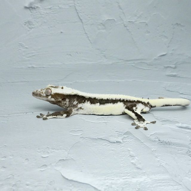 릴잔틱