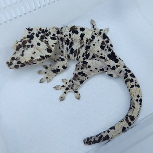 슈퍼달마시안 달마시안