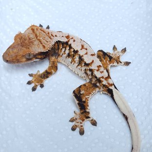 노멀 텐저린 트라이