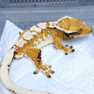 노멀 트라이 화이트 텐저린