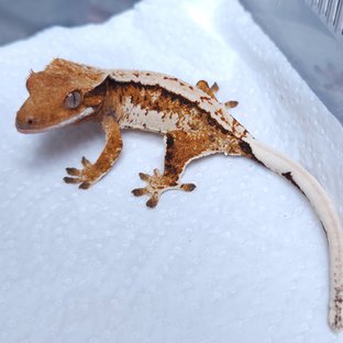 트라이 노멀 화이트스팟 텐저린