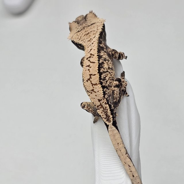 노멀 화이트스팟