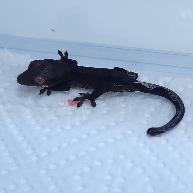 챠콜 다크 블랙