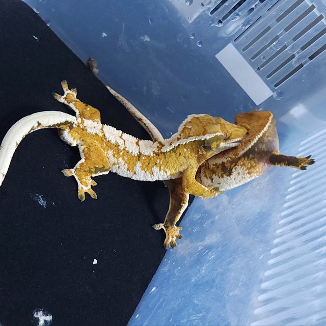 노멀 트라이 화이트 텐저린