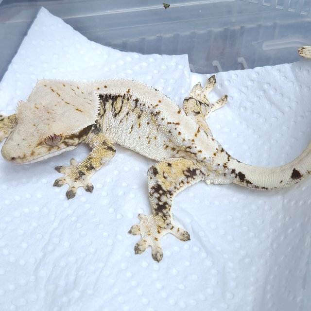 노멀 화이트 트라이