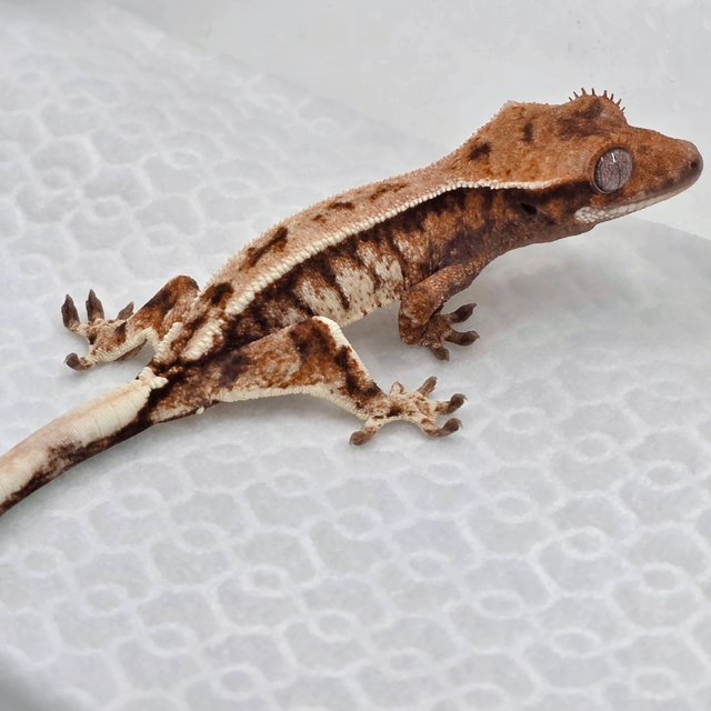 노멀 카푸치노 화이트