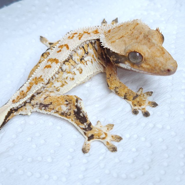 노멀 트라이 드리피 화이트스팟 텐저린 화이트