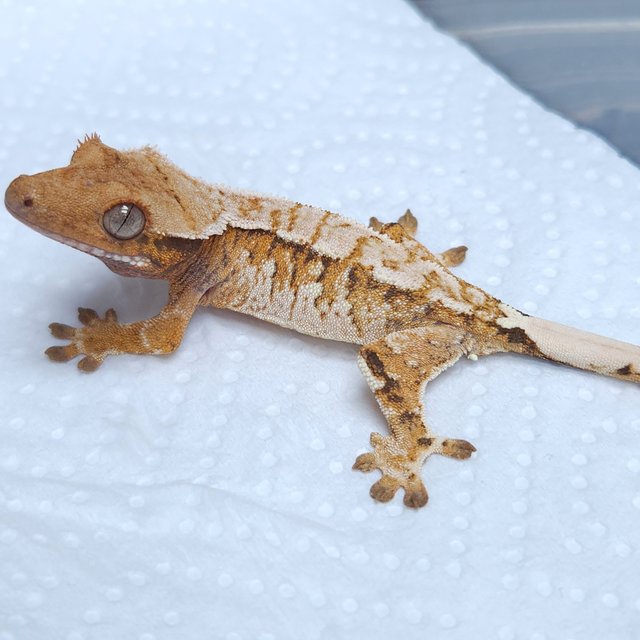 노멀 트라이 텐저린