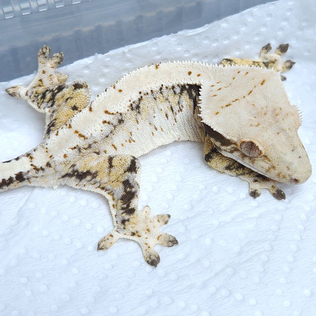 노멀 화이트 트라이