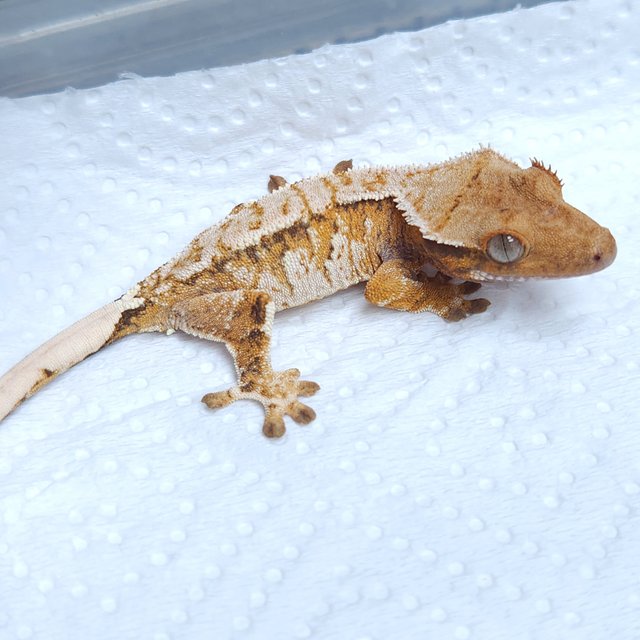 노멀 트라이 텐저린