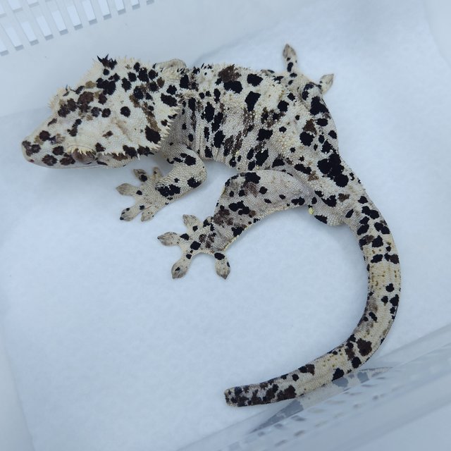 슈퍼달마시안 달마시안