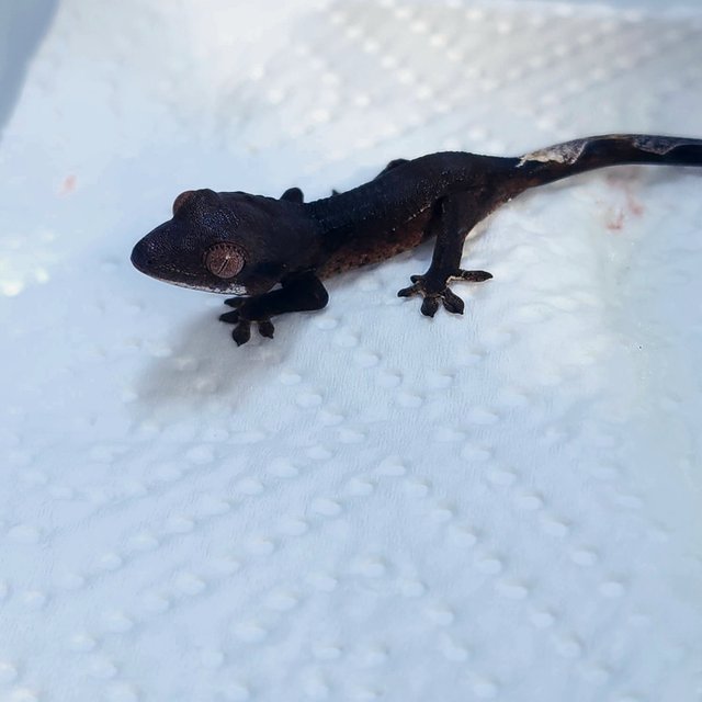 챠콜 다크 블랙