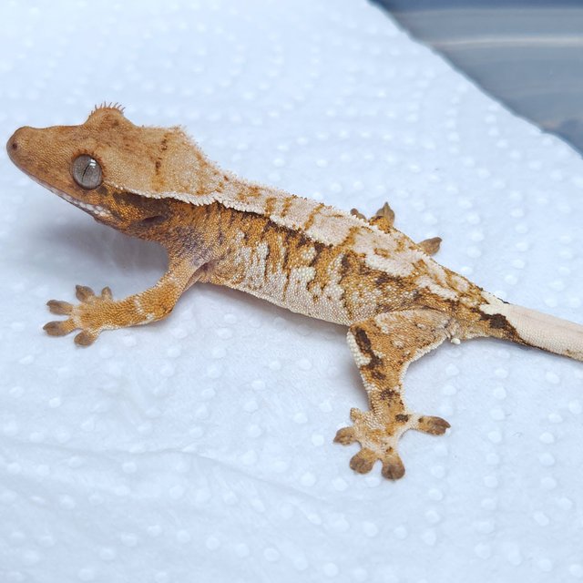 노멀 트라이 텐저린