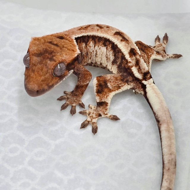 노멀 카푸치노 화이트