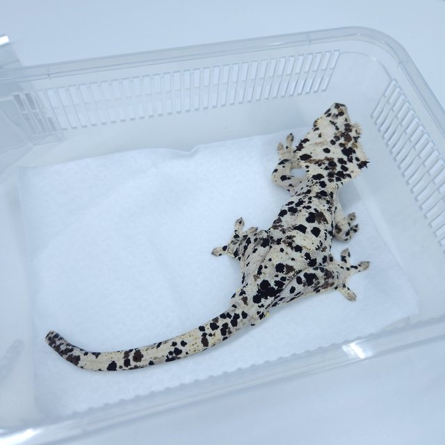 슈퍼달마시안 달마시안