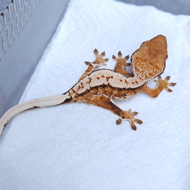 트라이 노멀 화이트스팟 텐저린